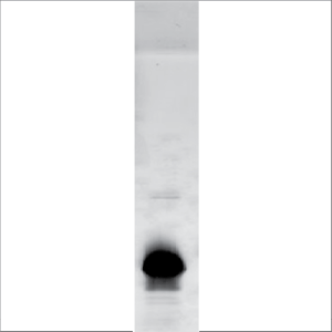 Recombinant Mal d 1 (RPI-MD1-1)