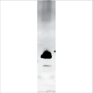 Recombinant Ory c 3 (RPI-OC3-1)