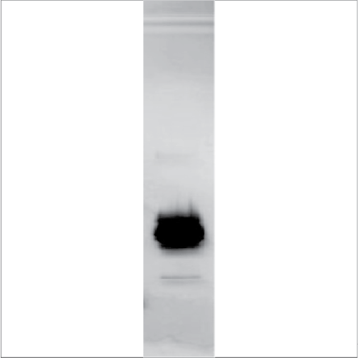 Recombinant Pen a 1 (RPI-PA1-1)