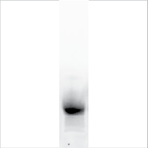 Recombinant Par j 1 (RPI-PJ1-1)