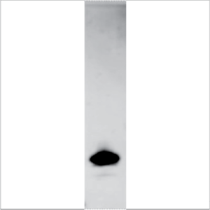 Recombinant Pin p 1 (RPI-PP1-1)