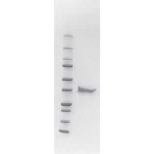 Recombinant Human Rhinovirus 16 VP0 (HRV-VP0)