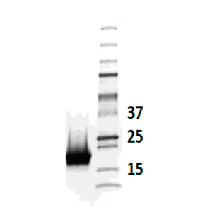 Recombinant Fel d 7 (RE-FD7-1)