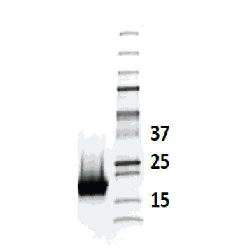 Recombinant Fel d 7 (RE-FD7-1)
