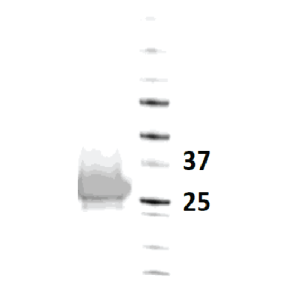 Recombinant Phl p 5B (RE-PP5B-1)